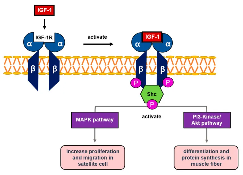 Boost Muscle Growth Naturally: How IGF-1 and Deer Antler Velvet Enhance Recovery and Strength
