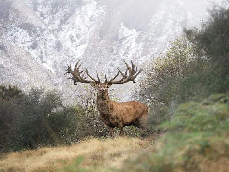 Deer Antler Velvet Myths Debunked – The Truth About Benefits & Ethical Sourcing