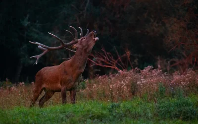 The Science Behind Deer Antler Velvet and Its Health Benefits