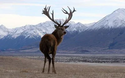 Royal Velvet vs Competitors: Why Our Deer Antler Spray Is Superior