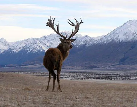 Royal Velvet vs Competitors: Why Our Deer Antler Spray Is Superior